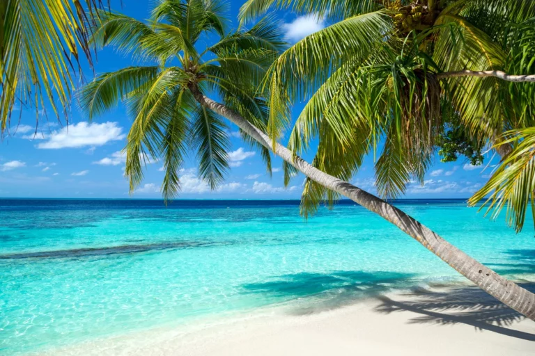 Beautiful beach with palms an white sand